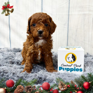 F1b Maltipoo Puppy for Sale