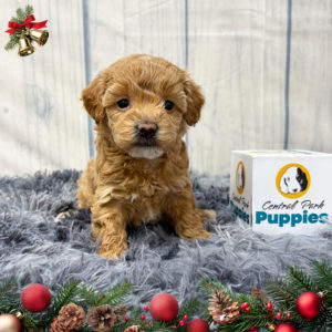 F1b Maltipoo Puppy for Sale