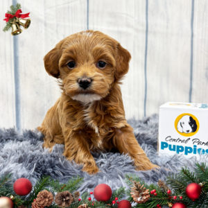 F1b Maltipoo Puppy for Sale