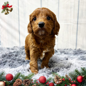 F1b Cavapoo Puppy for Sale