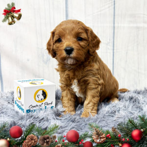 F1b Cavapoo Puppy for Sale