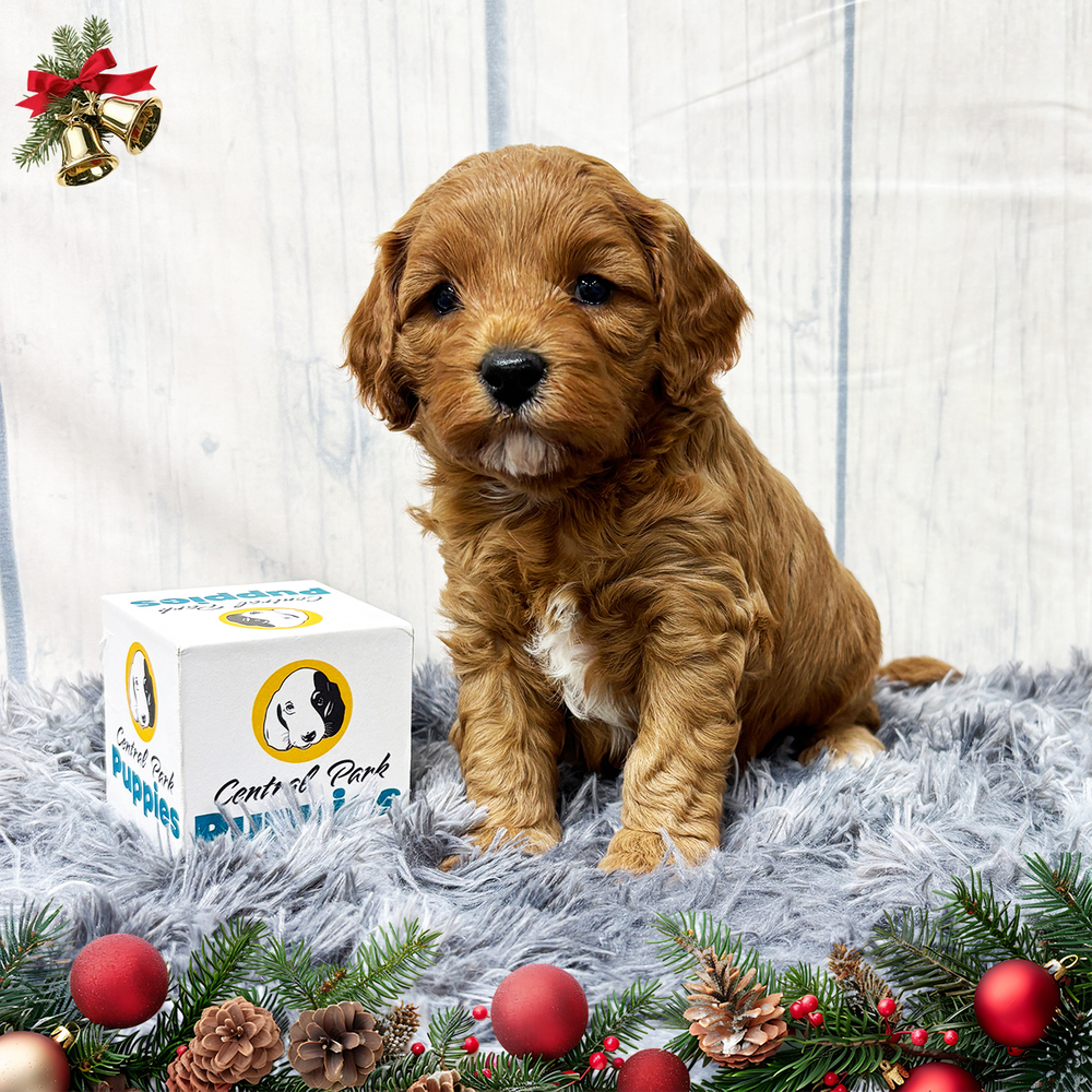 F1b Cavapoo Puppy for Sale in NYC