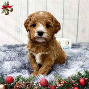 F1b Cavapoo Puppy for Sale