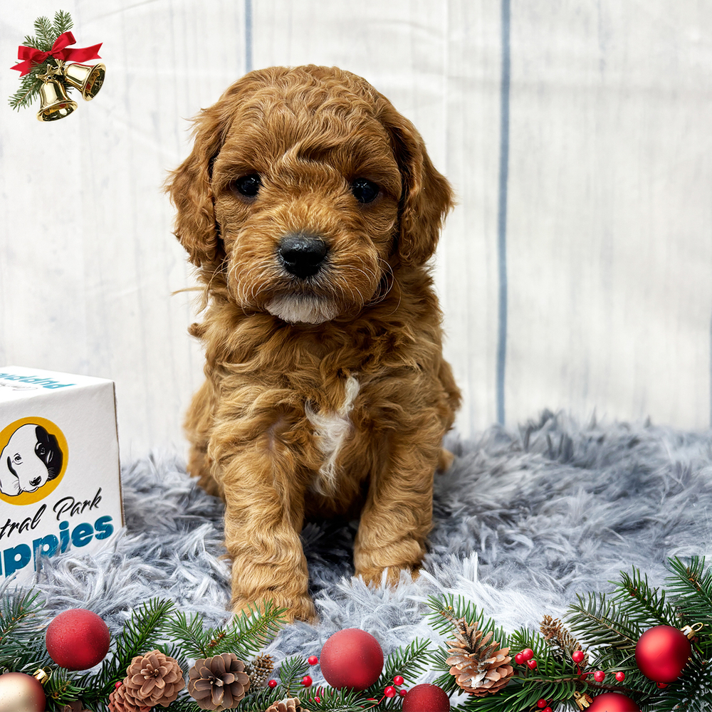 F1b Cavapoo Puppy for Sale in NYC