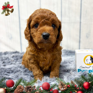 F1b Cavapoo Puppy for Sale