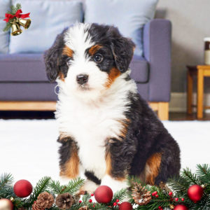 F1 Mini Bernedoodle Puppy for Sale