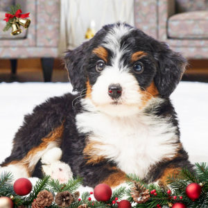 F1 Mini Bernedoodle Puppy for Sale
