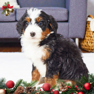 F1 Mini Bernedoodle Puppy for Sale