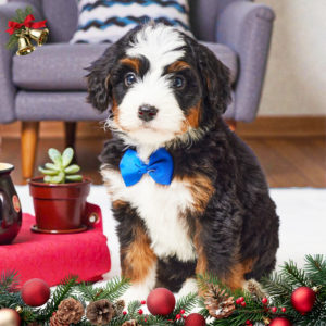 F1 Mini Bernedoodle Puppy for Sale