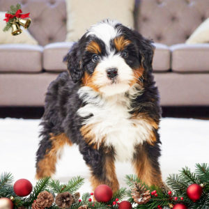 F1 Mini Bernedoodle Puppy for Sale