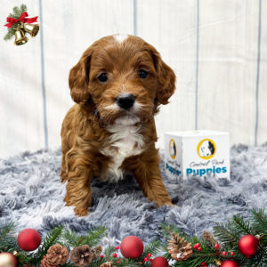 F1b Cavapoo Puppy for Sale
