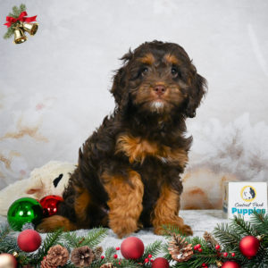 F1 Cockapoo Puppy for Sale