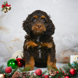 F1 Cockapoo Puppy for Sale