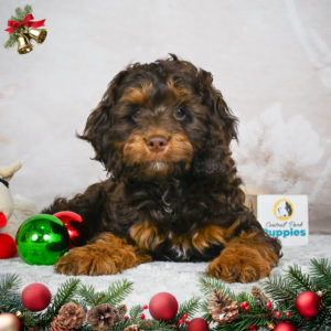 F1 Cockapoo Puppy for Sale