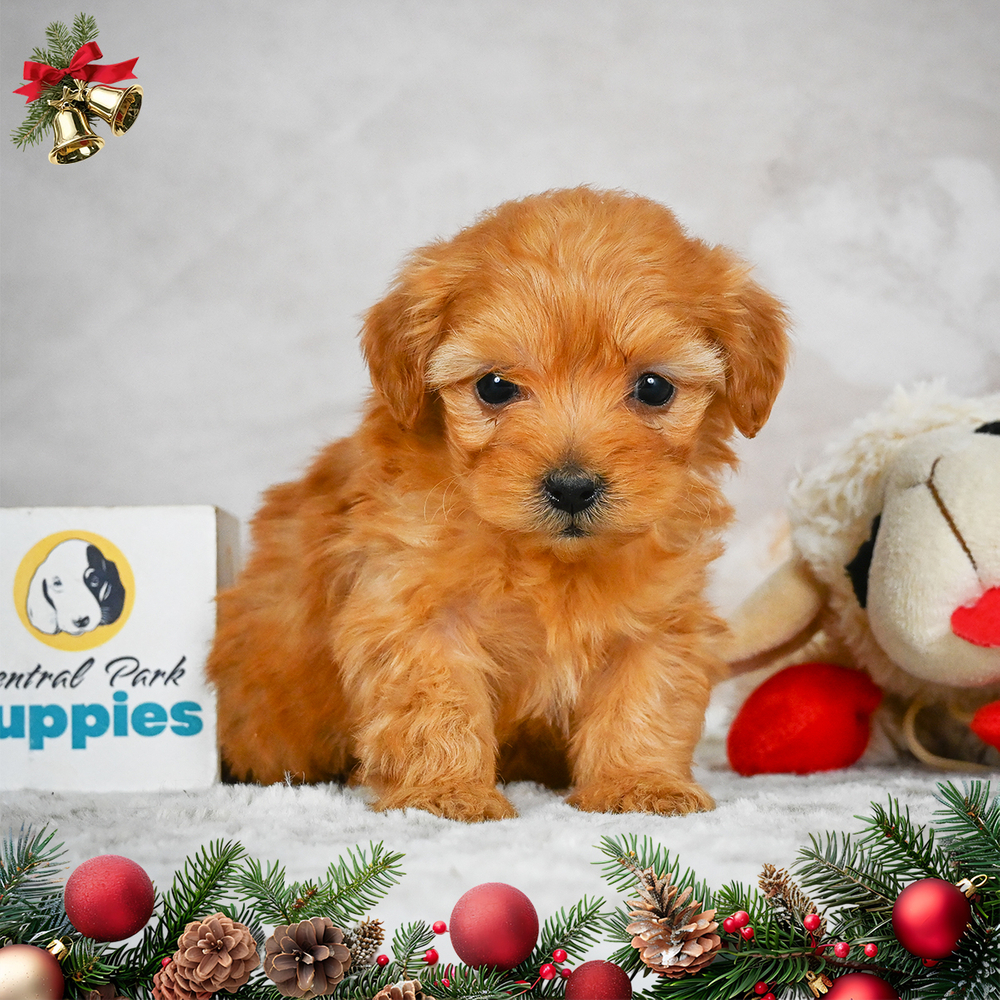 F1b Maltipoo Puppy for Sale in NYC