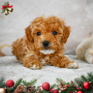 F1b Maltipoo Puppy for Sale