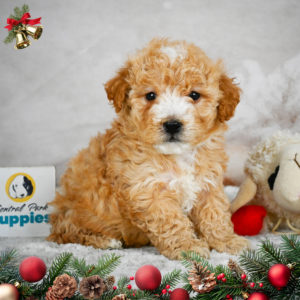 F1b Maltipoo Puppy for Sale