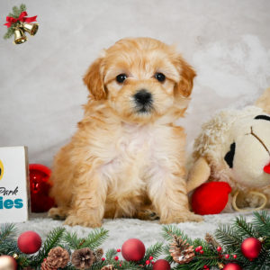 F1b Maltipoo Puppy for Sale