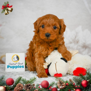 F1b Maltipoo Puppy for Sale