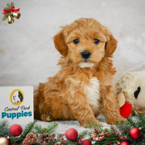 F1b Maltipoo Puppy for Sale