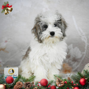 F1 Maltipoo Puppy for Sale