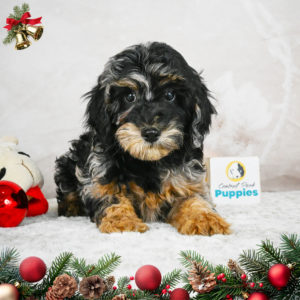 F1b Cockapoo Puppy for Sale