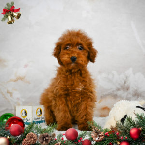 F1b Maltipoo Puppy for Sale