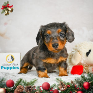 Mini Dachshund Puppy for Sale
