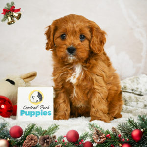 F1 Cavapoo Puppy for Sale