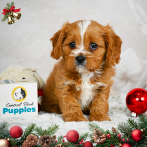 F1 Cavapoo Puppy for Sale