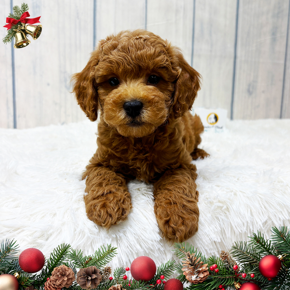 F1b Maltipoo Puppy for Sale in NYC