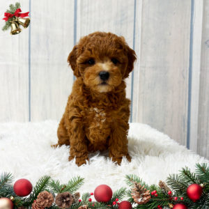 F1b Maltipoo Puppy for Sale