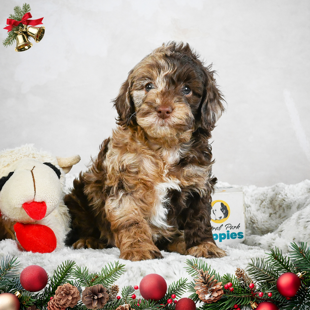 F1b Cockapoo Puppy for Sale in NYC