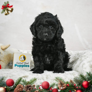 F1b Cockapoo Puppy for Sale