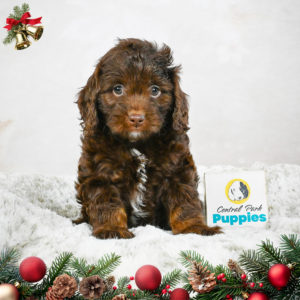 F1b Cockapoo Puppy for Sale