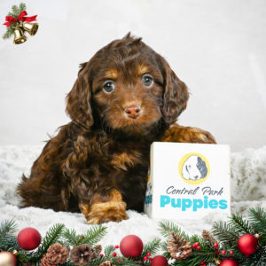 F1b Cockapoo Puppy for Sale