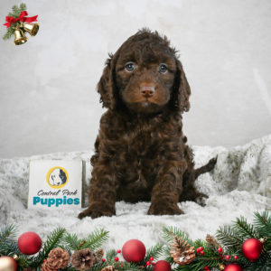 F1b Cockapoo Puppy for Sale