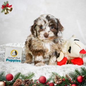 F1b Cockapoo Puppy for Sale
