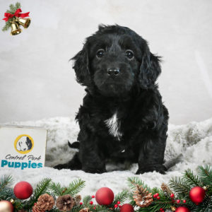 F1b Cockapoo Puppy for Sale