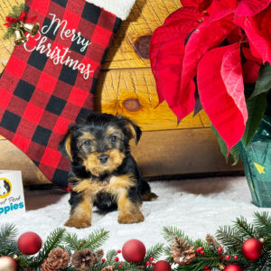 Yorkshire Terrier Puppy for Sale