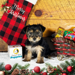 Yorkshire Terrier Puppy for Sale