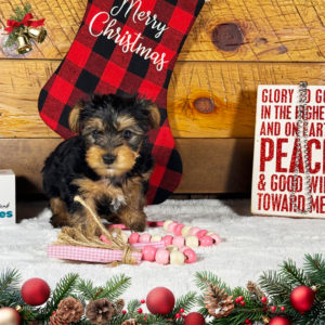 Yorkshire Terrier Puppy for Sale