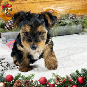 Yorkshire Terrier Puppy for Sale
