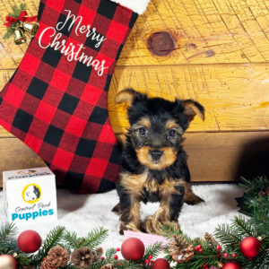 Yorkshire Terrier Puppy for Sale
