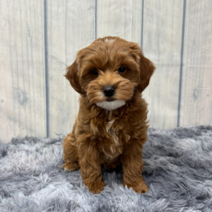F1b Maltipoo Puppy for Sale