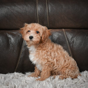 F1 Maltipoo Puppy for Sale