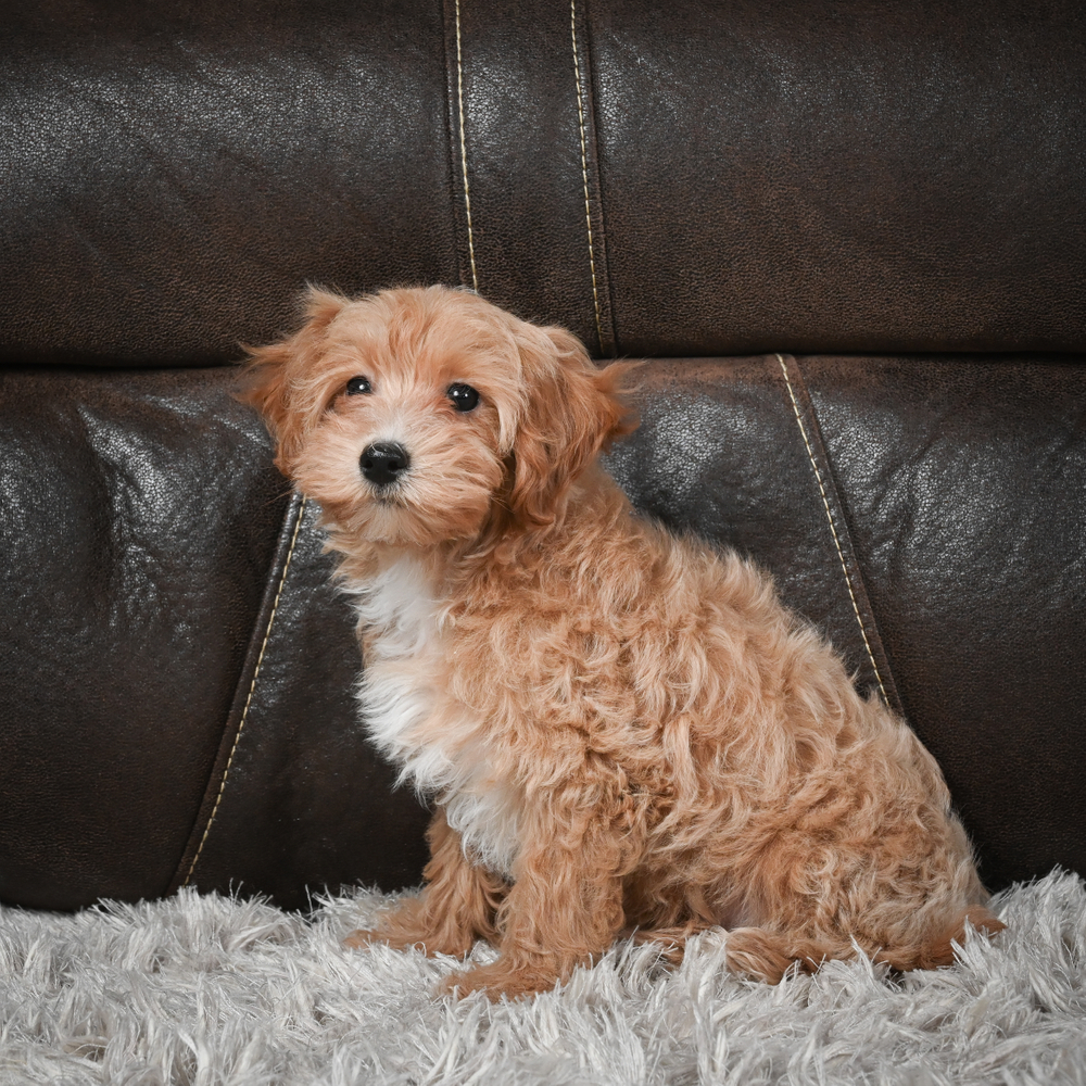 F1 Maltipoo Puppy for Sale in NYC