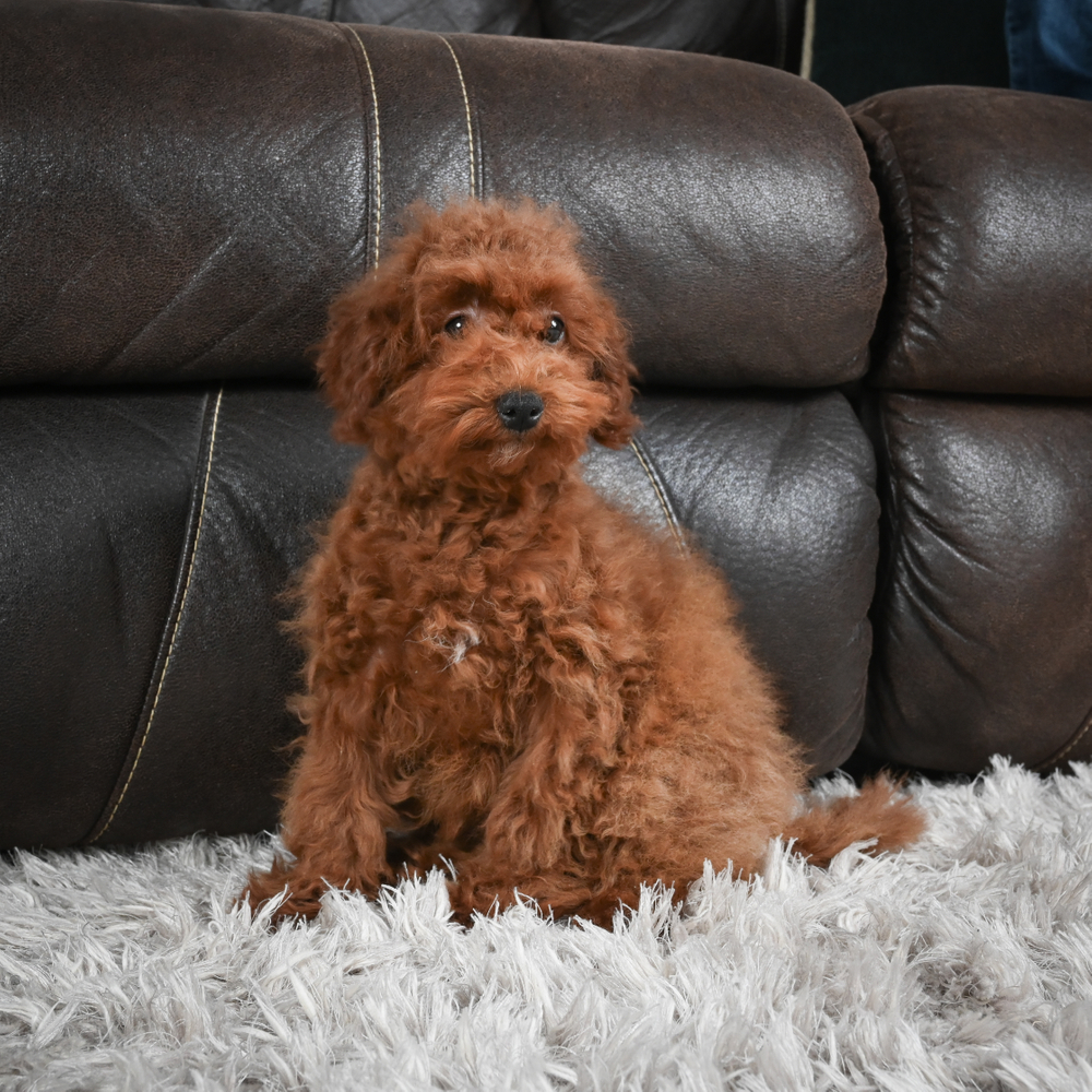 F1b Maltipoo Puppy for Sale in NYC