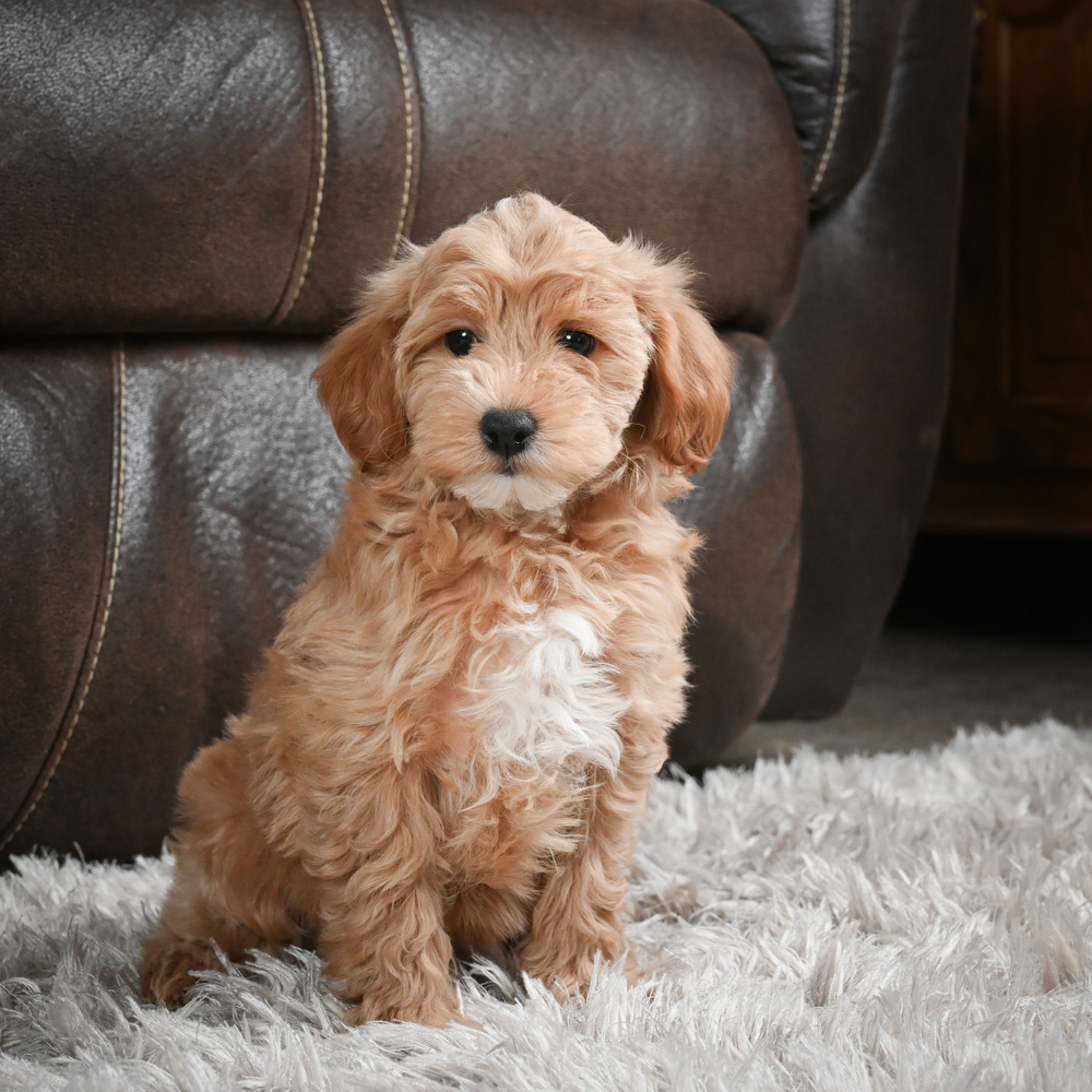 F1b Maltipoo Puppy for Sale in NYC