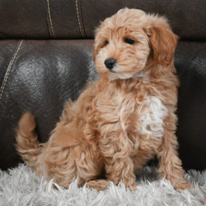 F1b Maltipoo Puppy for Sale